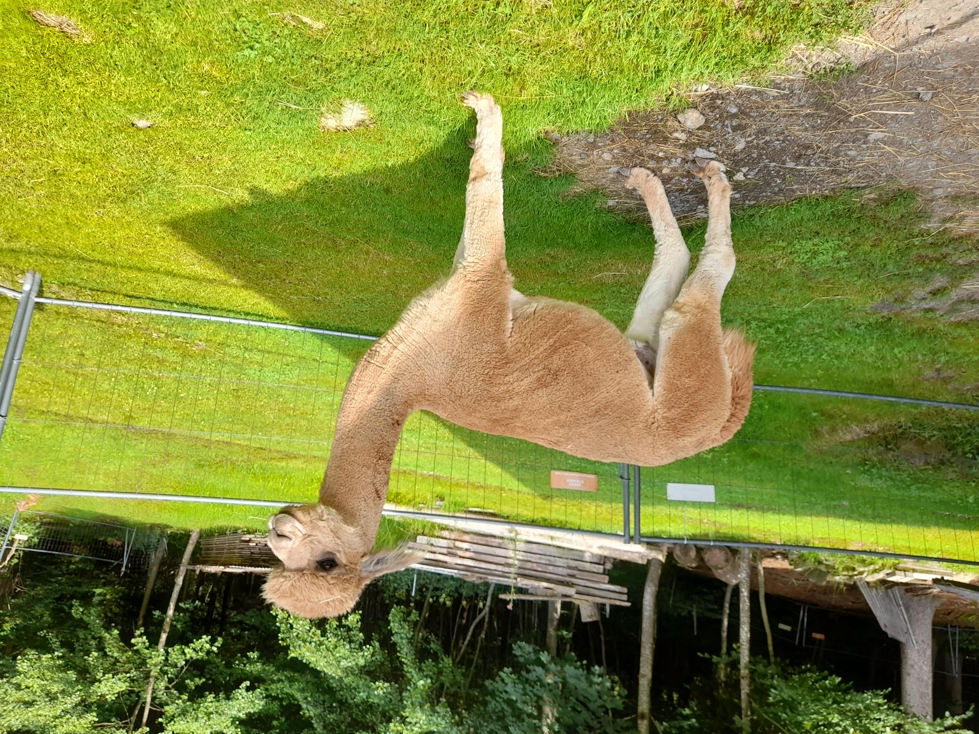 Huacaya-Deckhengst in Bayern